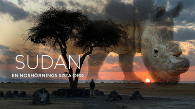 Sudan - en noshörnings sista ord - Svensk naturfilm från 2024.