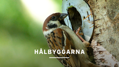 Vi får se många bekanta och även mindre kända fågelarter - från talltitan som bara väger tio gram till den storvuxna slagugglan. - Hålbyggarna