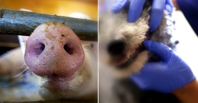 Hunden fick grismedicin och dog SVT Nyheter