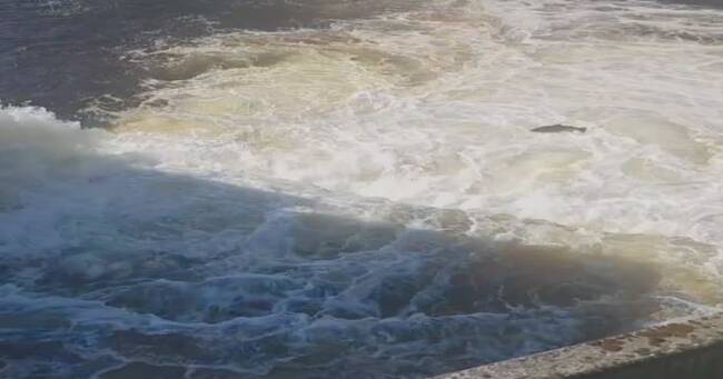 The Mystery Lots Of Hopeful Salmon In Nedre Dalalven Teller Report