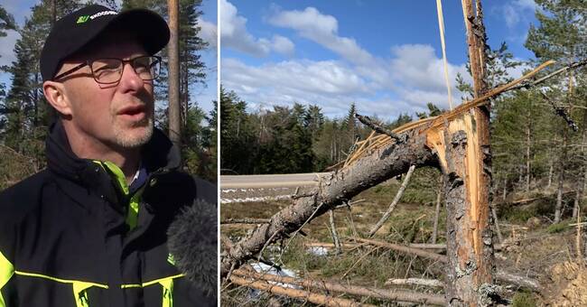 Omfattande skador på skogen i norra Värmland – på grund av snö