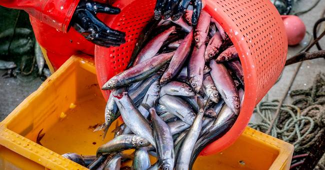 WWF: La situazione nel Mar Baltico sta peggiorando