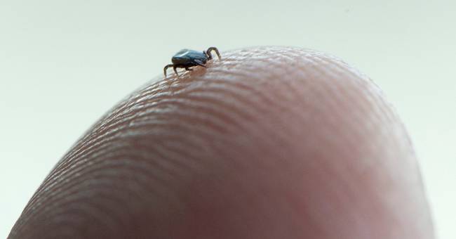 Casi di doppia tubercolosi finora quest’anno: “Nel complesso, le zecche stanno aumentando”