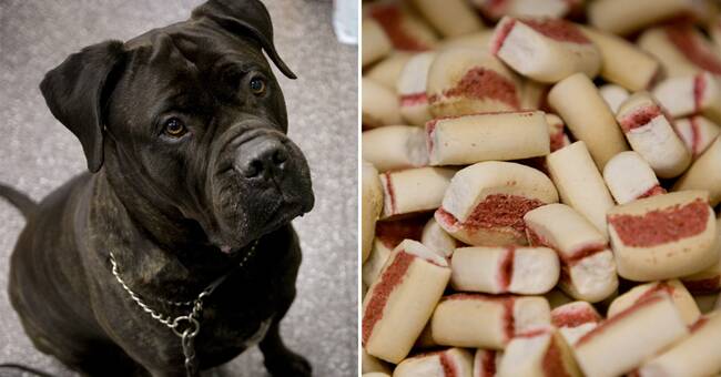 Researchers warn: antibiotic-resistant bacteria in raw dog food