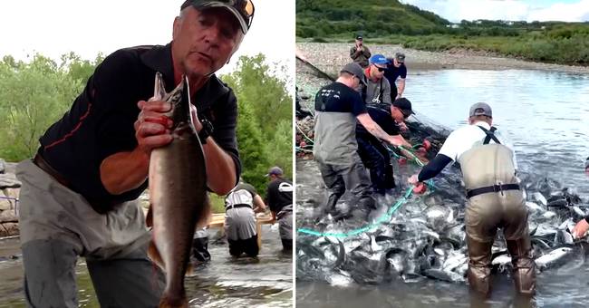 Russisk pukkellaks invaderer Norge – den er også funnet i Sverige