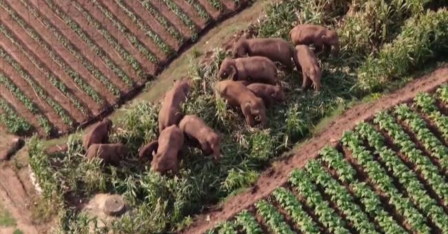 Un branco di elefanti in giro per la Cina mentre tornano a casa