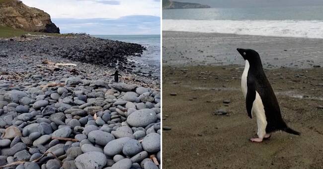 Pingu Lost – 300 miles from home