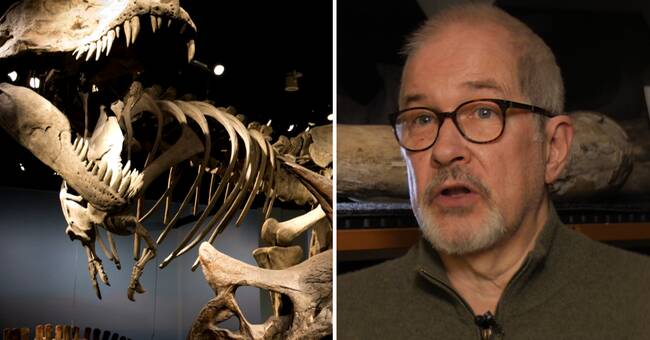 Fossilkris på landets museer: Larmar om söndersmulade föremål