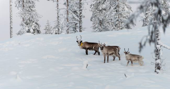 Tusenvis av dyr i fare etter det ekstreme fjellklimaet