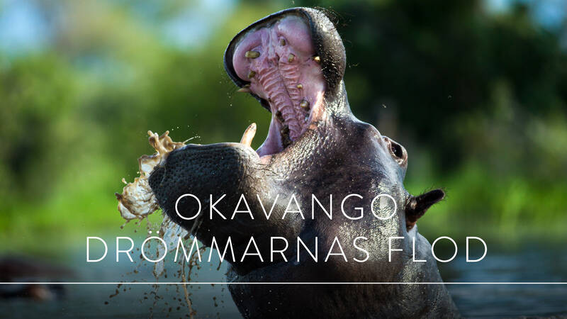 Världens natur: Okavango - drömmarnas flod. - Världens natur: Okavango – drömmarnas flod