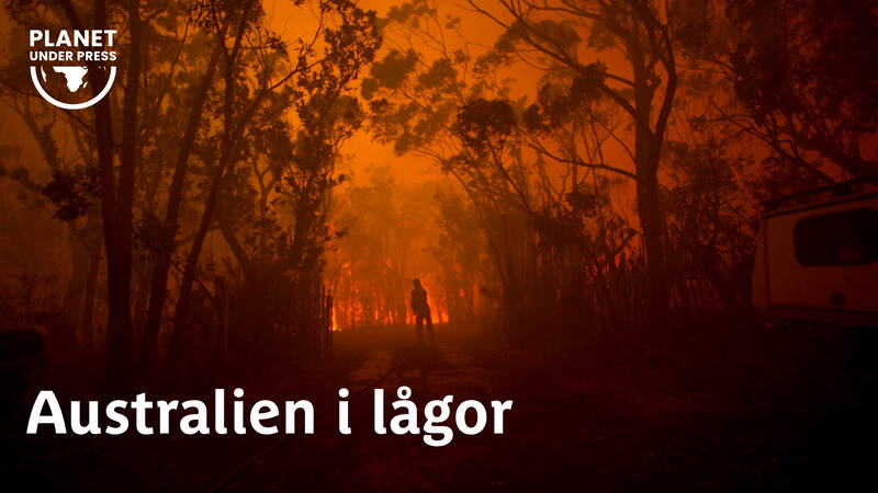 Den svarta sommaren 2019 slukade eldstormen i Australien allt i sin väg. Tretusen bostäder brann upp, minst nio människor dog. Oräkneliga vilda djur blev också lågornas offer när skogarna förvandlades till aska. - Australien i lågor