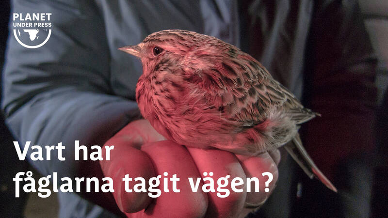 En lång rad fågelarter vi lärt oss älska och ta för givna minskar kraftigt och luften fylls inte längre av deras röster. Men nu är det inte gifterna. Hela landskapet har blivit fågelfientligt. - Vart har fåglarna tagit vägen?