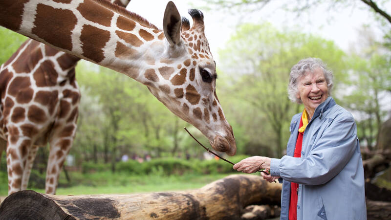 Anne Innis Dagg, Brookfield Zoo i Chicago. - Kvinnan som älskar giraffer