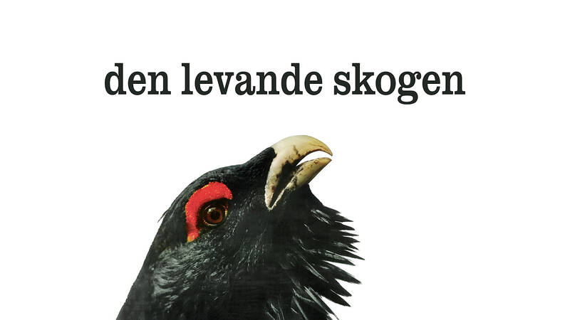 En dokumentär om livet i den svenska naturen från Skånes kust till lappländska fjäll utformad som en årskrönika av naturfilmspionjären Stig Wesslén. - Den levande skogen