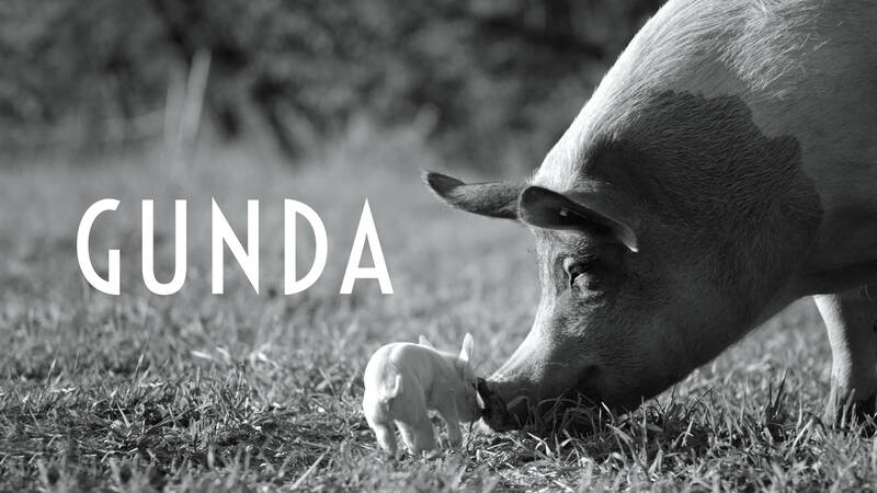 En film om den majestätiska grisen Gunda och hennes kultingar. Vi får följa Gundas och de andra djurens vardag på gården i en stilla berättelse som ger perspektiv och vördnad för allt levande. - Gunda - grisens liv