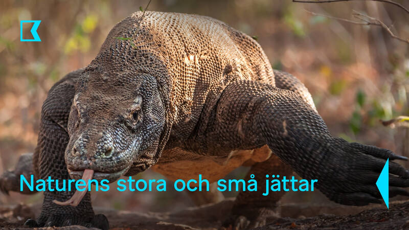 Komodo-drakar kan äta 80 % av sin kroppsvikt i en sittning. - Naturens stora och små jättar