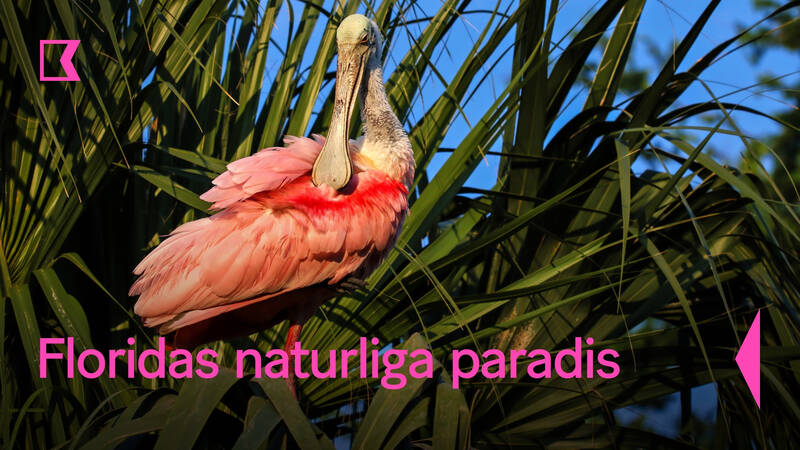 Floridas naturliga paradis - Rosenskedstork.