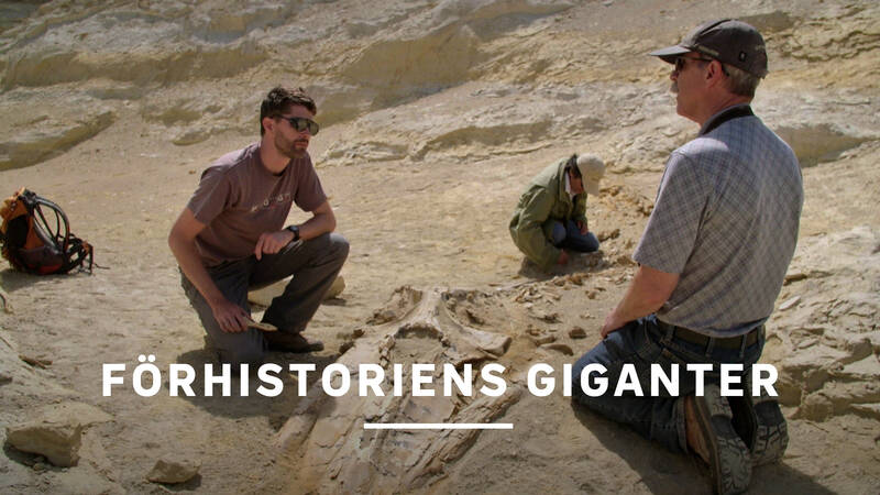 Efter att dinosaurierna dött ut för 66 miljoner år sedan utvecklades nya arter som var både fascinerande och stora. 13 meter långa ormar, hajar stora som bussar och gigantiska flodhästar. - Förhistoriens giganter