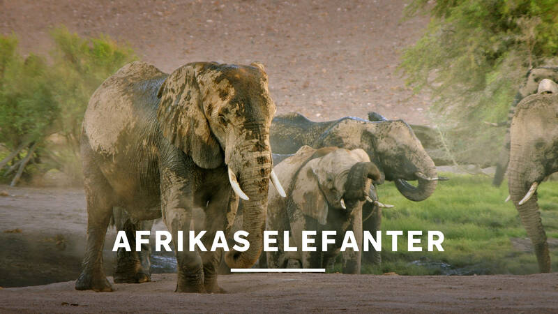Tre afrikanska elefanthjordar i tre helt olika afrikanska miljöer. Det här är den afrikanska elefantens berättelse. - Afrikas elefanter