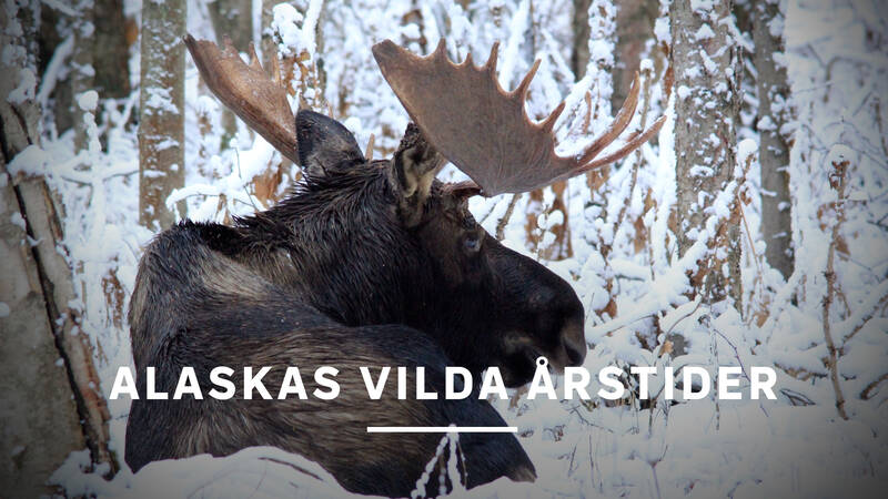 Älg - Alaskas vilda årstider