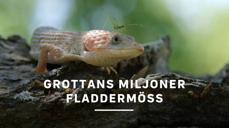 Elgaria (Alligator Lizard). - Grottans miljoner fladdermöss