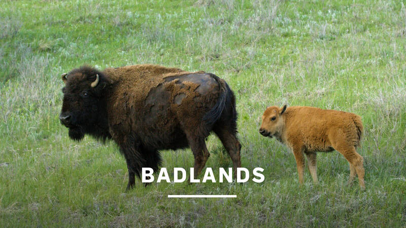 En bison och dess kalv. - Badlands