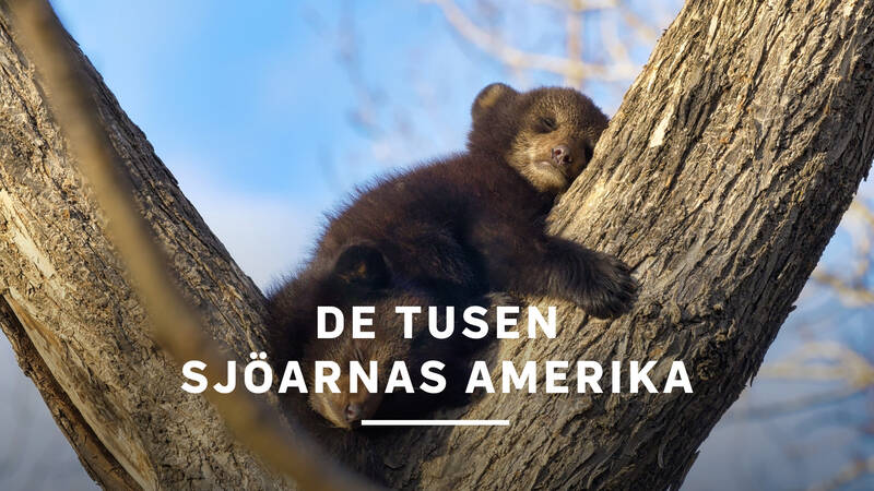 Svartbjörnsungar - De tusen sjöarnas Amerika