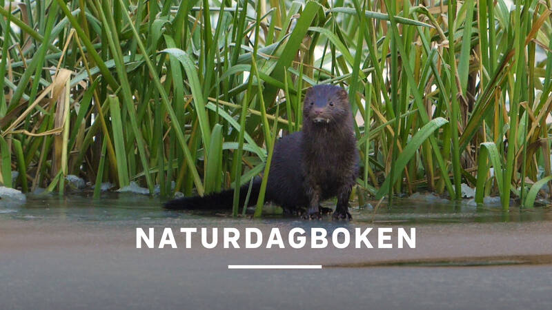 Mink - Naturdagboken