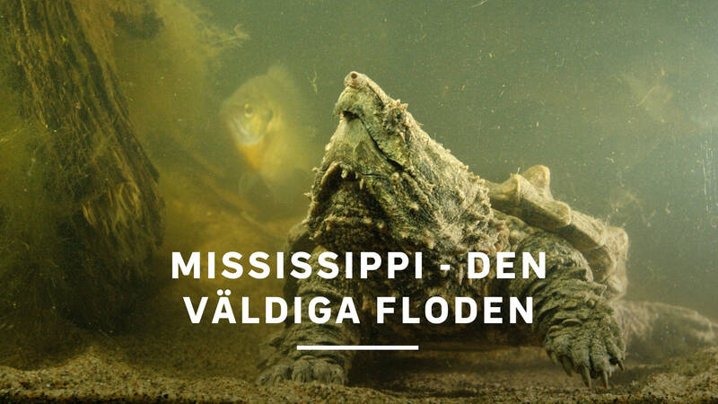Under sitt lopp från källorna till havet byter Mississippi ansikte många gånger. Efter föreningen med Missouri och Ohiofloden skapas en mäktig vattenvärld. - Mississippi - den väldiga floden