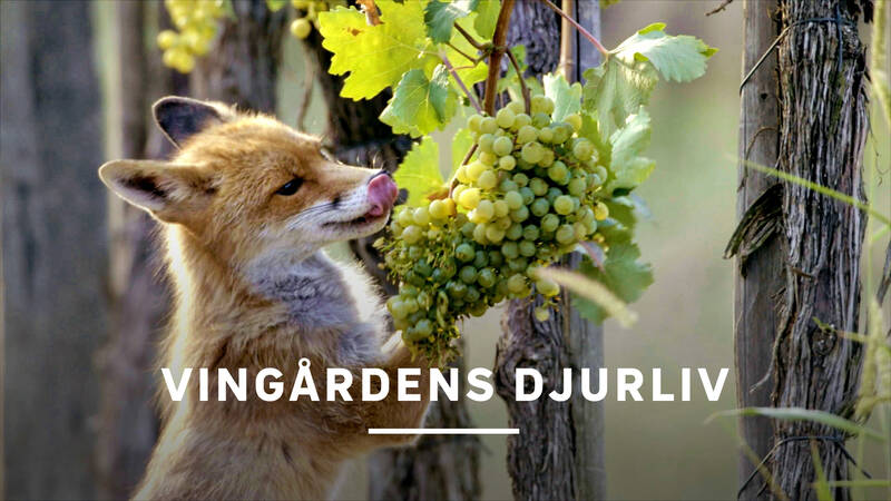 Räv vid en vingård i Österrike. - Vingårdens djurliv