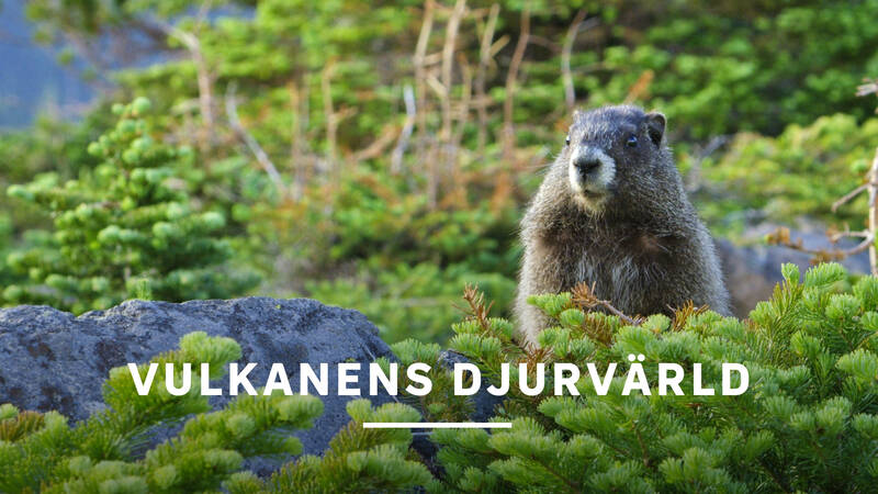 Ett grått murmeldjur håller utkik efter rovdjur. - Vulkanens djurvärld