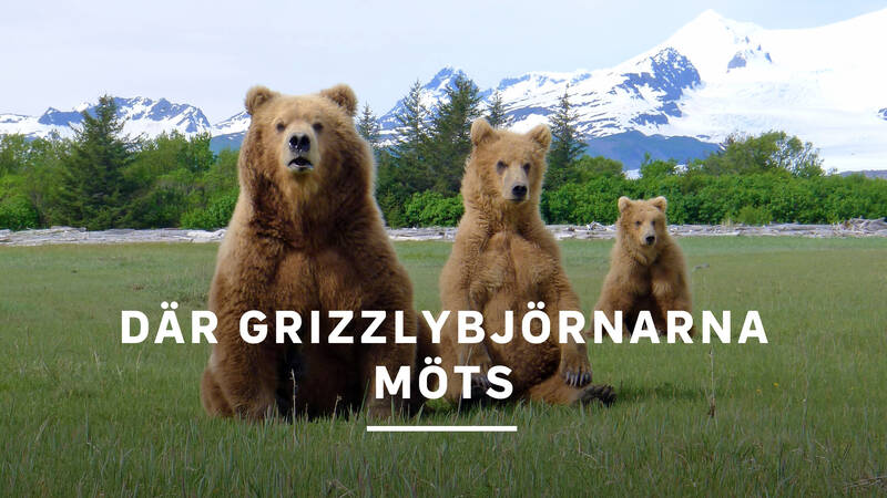 Hungern är grizzlyns följeslagare under Alaskas korta sommar. Där gräs och örter frodas i skyddade havsvikar samlas björnarna för att fylla sina magar. - Där grizzlybjörnarna möts