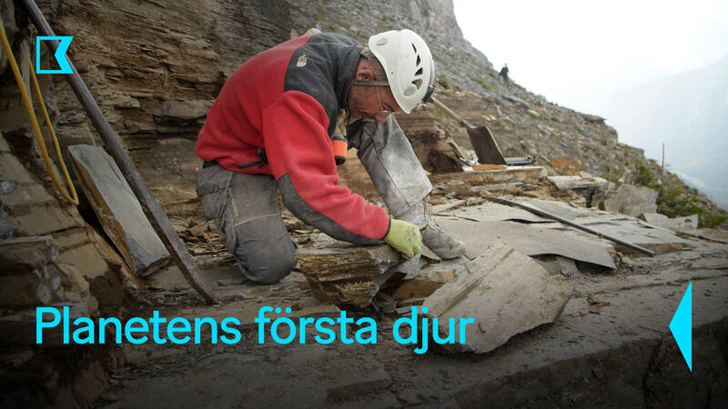 Högt upp på en bergssida i en fossilbädd i British Columbia ansluter sig evolutionsbiologen Maydianne Andrade till ett team från Royal Ontario Museum, ledd av paleontologen Jean-Bernard Caron. - Planetens första djur