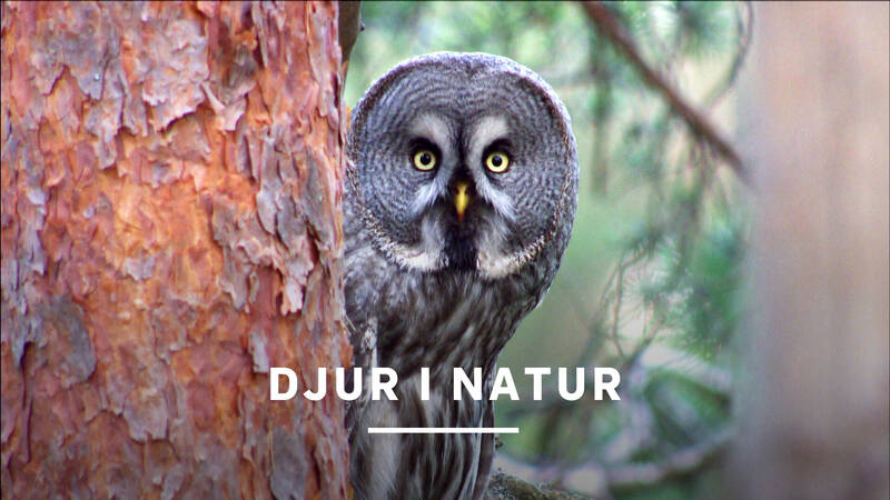 Lappuggla - Djur i natur