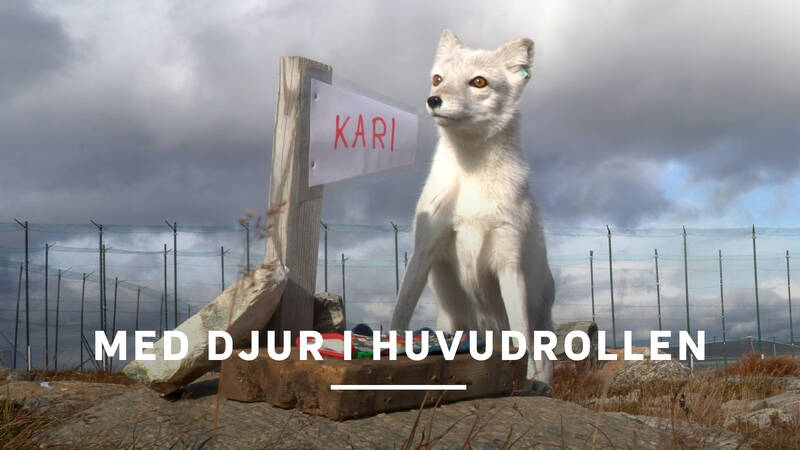 Med djur i huvudrollen