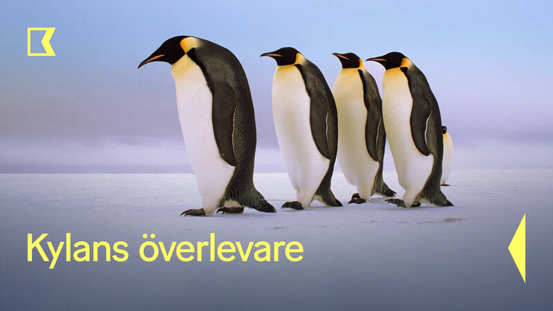 Kejsarpingviner, Antarktis. - Kylans överlevare