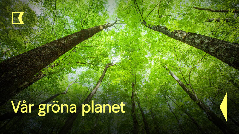 Våren i den säsongsbetonade världen ger en ström av ny grön tillväxt. - Vår gröna planet