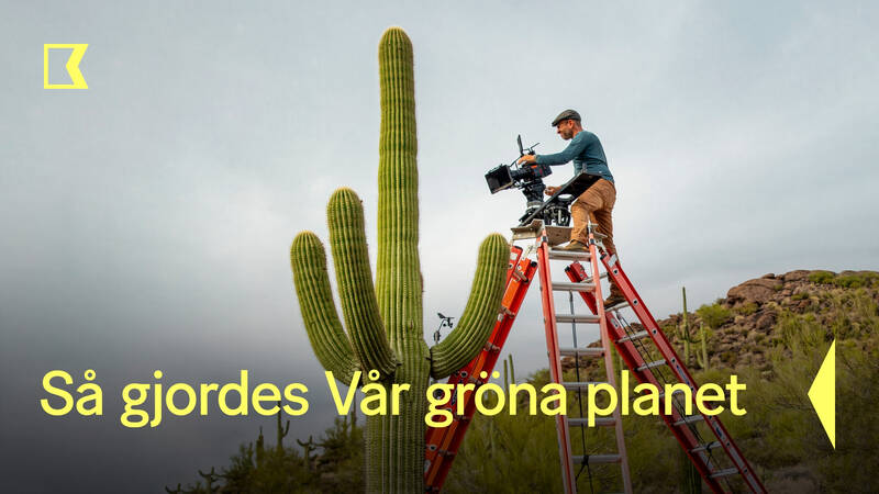 Bakom kulisserna. Kameraoperatören Robin Cox filmar en gigantisk Saguarokaktus (Carnegiea gigantea). - Så gjordes Vår gröna planet