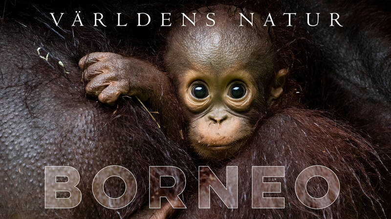 Orangutangbebis, Gomantong, Sabah, Borneo. - Världens natur: Borneo