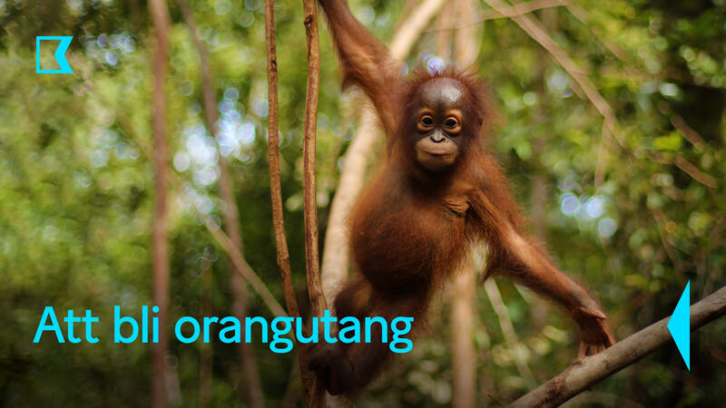 En efter en anländer små föräldralösa orangutangungar till räddningsstationen på Borneo. Deras bakgrund skiljer sig men nu ska de tillsammans få gå igenom en mångårig utbildning. Den ska göra dem rustade att leva som fria orangutanger i regnskogen. - Att bli orangutang