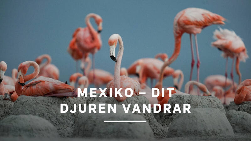 Flamingokoloni - Ria Lagartos - Mexiko – dit djuren vandrar