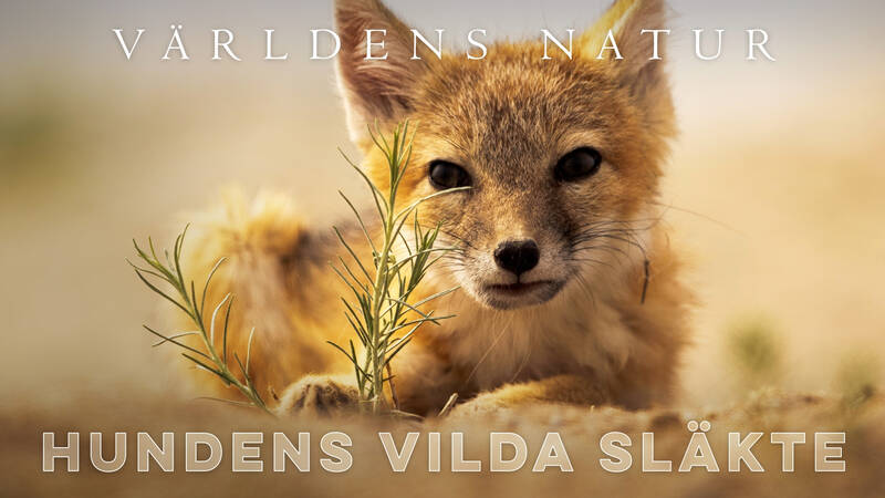 Präriekatträv (Vulpes velox) Wyoming, USA. - Världens natur: Hundens vilda släkte