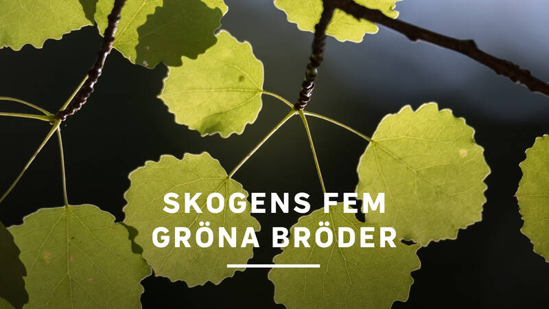 Asp - Skogens fem gröna bröder
