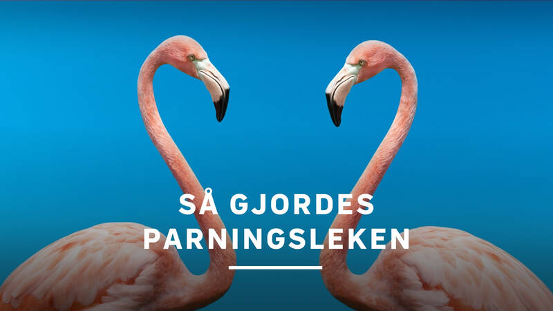Världens natur: Parningsleken - Så gjordes parningsleken