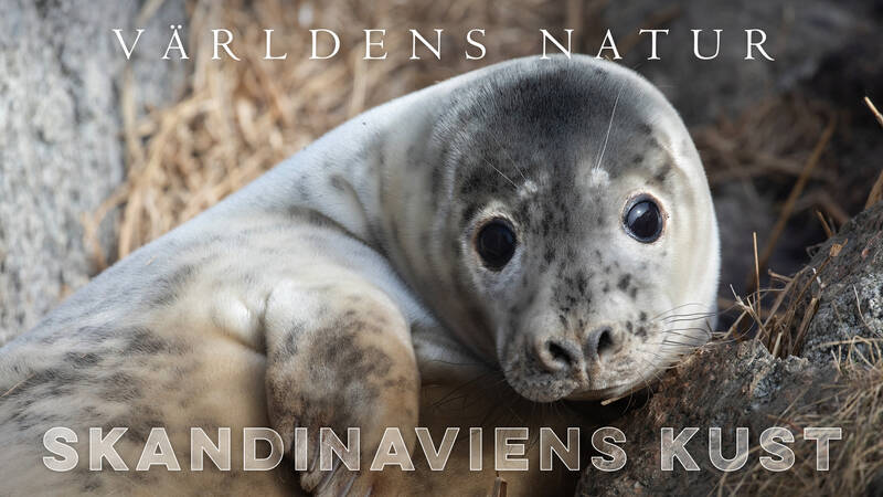 Världens natur: Skandinaviens Kust - Skandinaviens kust