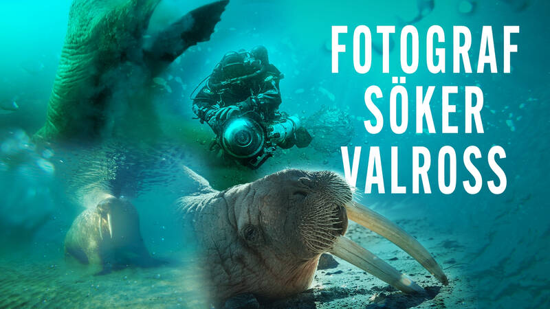 Undervattensfotografen Göran Ehlmé får i uppdrag att åka till Grönland för att filma valrossar. - Fotograf söker valross