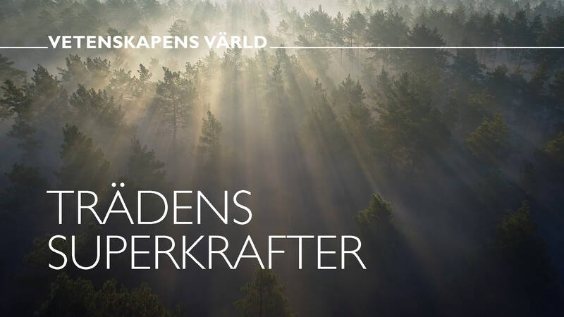 Vetenskapens värld: Trädens superkrafter