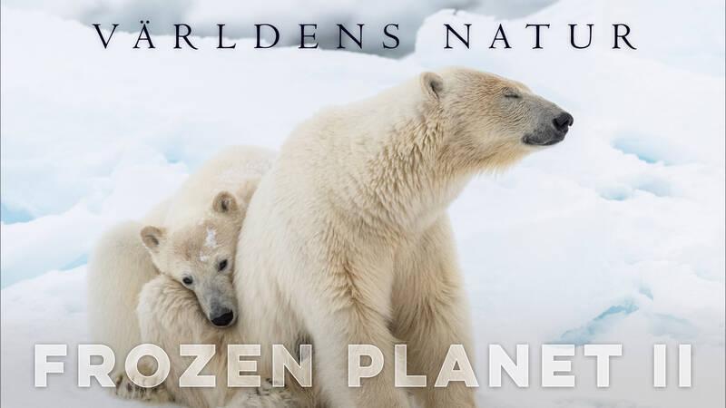 Världens natur: Frozen planet II