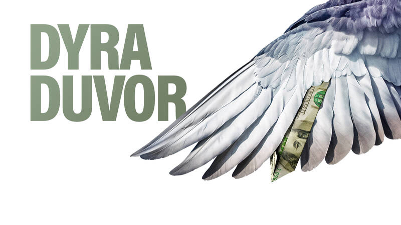 Dyra duvor - När man tävlar med duvor är insatserna skyhöga.