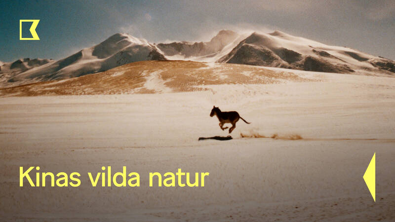 Tibetanska vilda åsnor eller kiang är invånare på de öppna stäpperna. - Kinas vilda natur